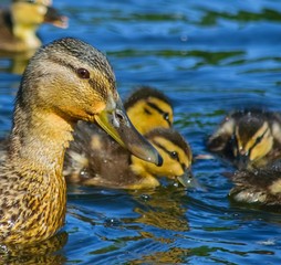 Mallard duck at forest lake