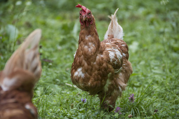 Hühner in Freilandhaltung