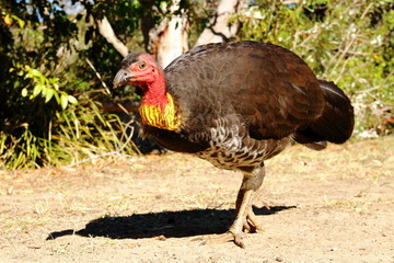 Australian Brushturkey