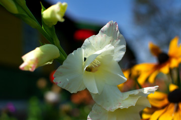 gladiolus flowers bloom in various shapes and colors
