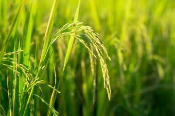 Closeup Green paddy rice plane nature in the field