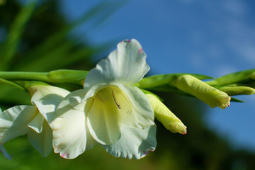 White flower Iris flowering against a background of flowers. Nature.