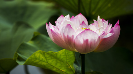 The beautiful lotus