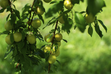 The branches of the tree are mature fruits of prunus cerasifera yellow color
