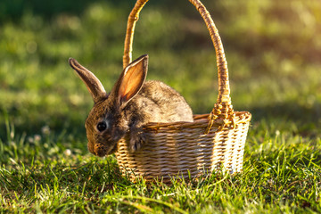 Little, domestic rabbit in a basket in the grass at sunset. Rabbit at sunset
