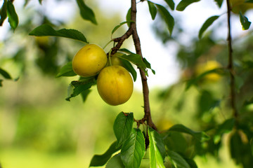 Yellow plums on branch in orchard