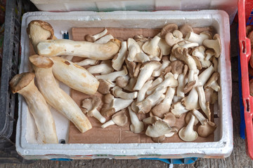 Mushrooms in Box
