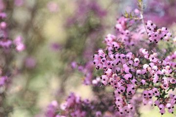 ジャノメエリカ