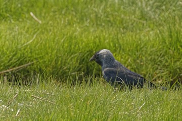 raven