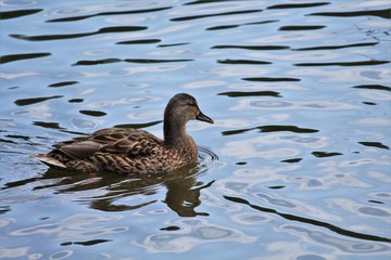 Ente schwimmt auf dem See in der Natur in Weilburg