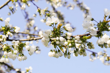 Blüte
