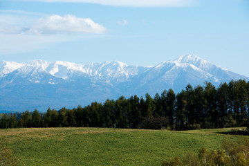Fototapeta na wymiar カラマツ林と冠雪の山並み　十勝岳連峰