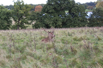 Deer in field