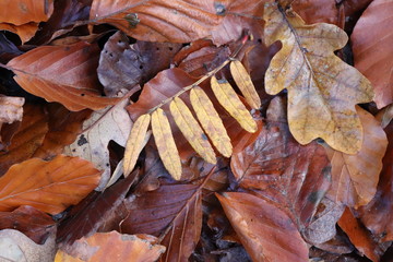 autumn leaves background