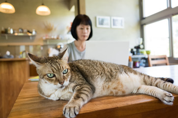 working at home with her cat