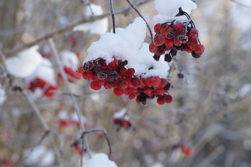 Verschneite Beeren