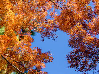 青空と紅葉