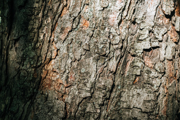 close-up view of old grey tree bark background