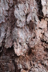 bark of a tree