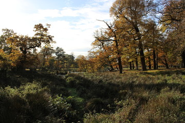autumn in the park