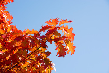 赤く色づいたアカナラの葉と秋の青空