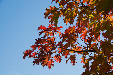 赤く色づいたアカナラの葉と秋の青空