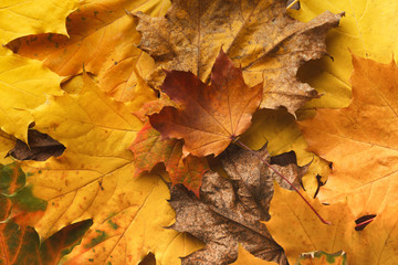 Naklejka na ściany i meble Autumn maple yellow leaves background