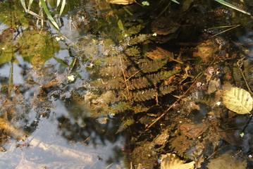 Farn unter Wasser