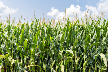 Obraz premium Tall, green corn plants growing in a farm field with a bright blue summer sky. Concepts of agriculture, farming, crops, trade war, and tariffs 