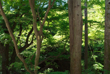 清水寺(Kiyomizudera - Temple)