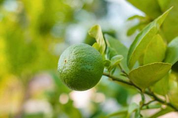 Cultivation green lemon lime tree hanging on tree leaves in background
