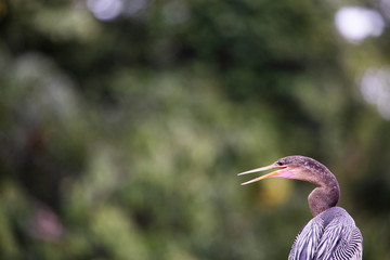 Heron in Tortuguero National Park of Costa Rica