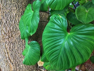 Nature Green leaves and Tree.wallpaper and background
