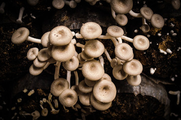 Harvesting Organic mushrooms. Healthy food Fresh mushrooms cultivation growing in farmers.Mushroom Farm Business Owner Harvesting agricultural produce, cutting mushrooms by cutting