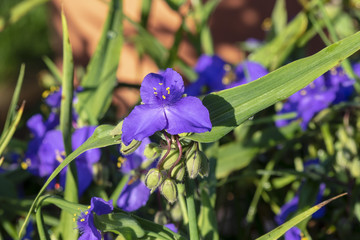 Tradescantia virginiana. Ephémères de virginie ou éphémérines