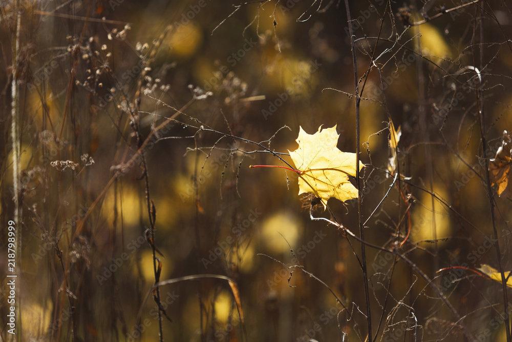 Poster Fall backdrop. Branches of trees with autumn leaves