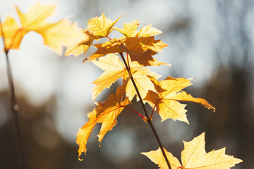 Yellow maple leaves on branches at fall