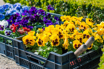 Boxes of gardener with violets