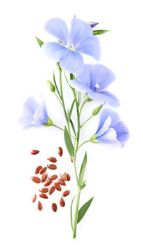 Flax Flower With Seeds