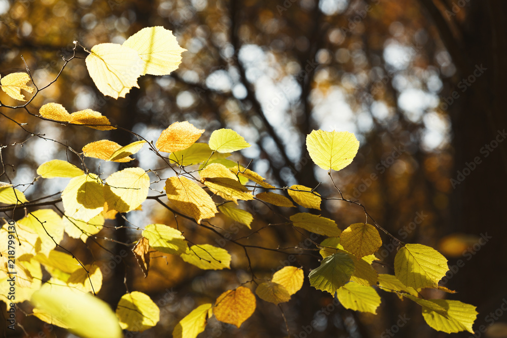 Poster fall backdrop. branches of trees with autumn leaves