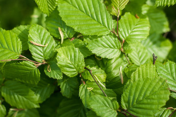 Close-up of leaves of a bush