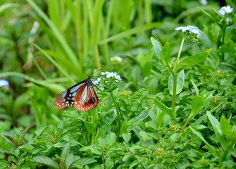 忘れな草とアサギマダラ