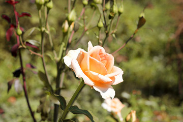 Yellow rose. Flowers in the garden