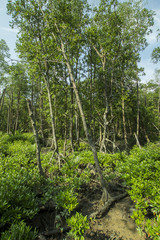 scenary of mangrove forest