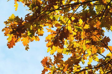 Yellow oak leaves on branches at fall blue sky