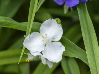 Tradescantia virginiana. Ephémères de virginie ou éphémérines