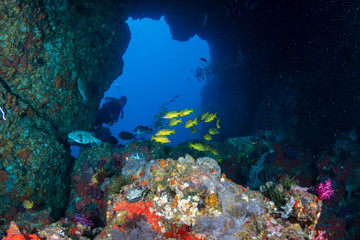 Naklejka na ściany i meble Colorful tropical fish swimming next to an underwater arch on a coral reef in Asia