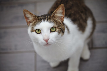 Portrait of a white and striped cat photographed from above.