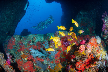 Fototapeta na wymiar Colorful tropical fish swimming next to an underwater arch on a coral reef in Asia