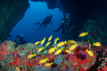 SCUBA divers exploring an underwater archway on a tropical coral reef
